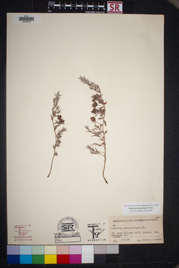 Krameria lanceolata image