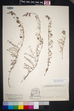 Krameria lanceolata image