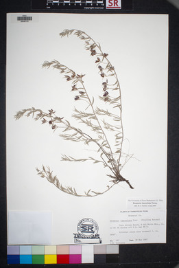 Krameria lanceolata image