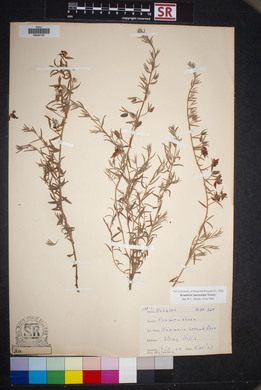 Krameria lanceolata image