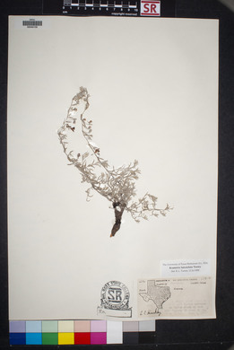 Krameria lanceolata image