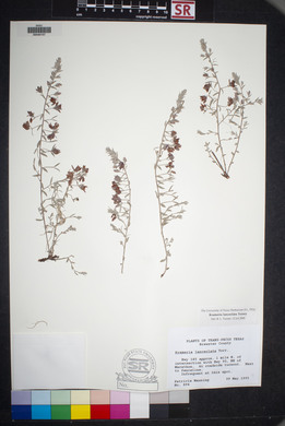 Krameria lanceolata image