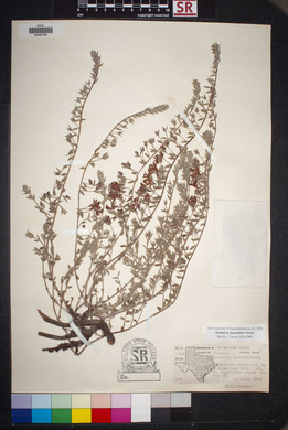 Krameria lanceolata image