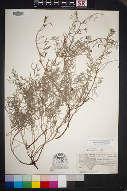 Krameria lanceolata image