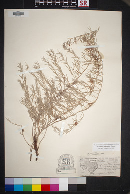 Krameria lanceolata image