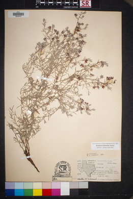 Krameria lanceolata image