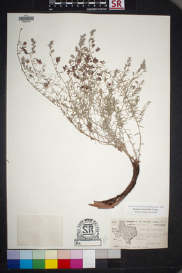 Krameria lanceolata image