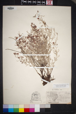 Krameria lanceolata image