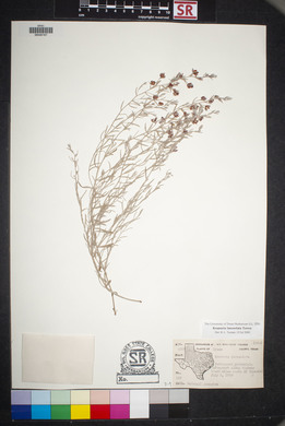 Krameria lanceolata image