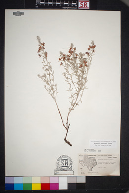 Krameria lanceolata image