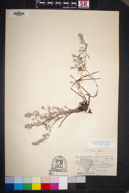 Krameria lanceolata image