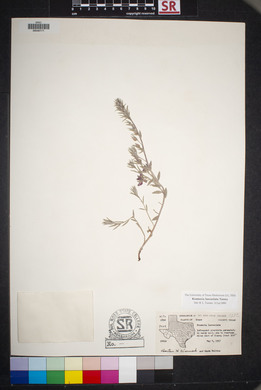 Krameria lanceolata image