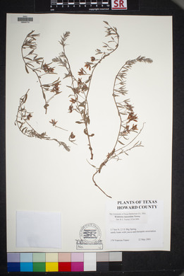 Krameria lanceolata image