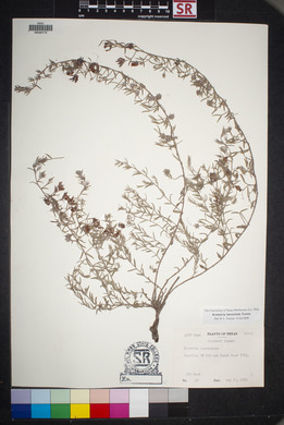 Krameria lanceolata image