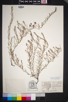 Krameria lanceolata image