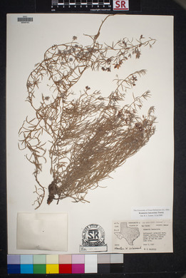 Krameria lanceolata image