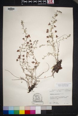 Krameria lanceolata image