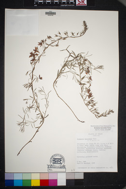 Krameria lanceolata image