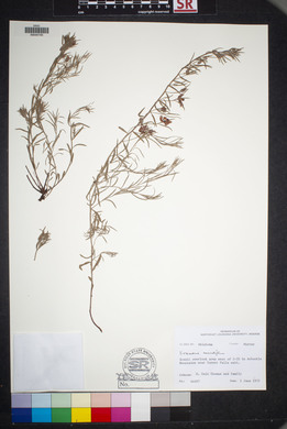 Krameria secundiflora image