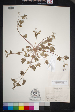 Erodium texanum image