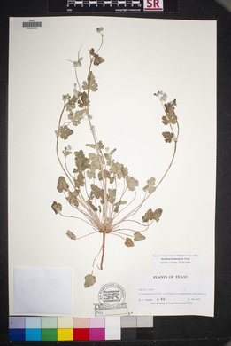 Erodium texanum image