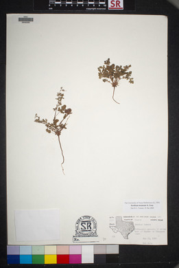 Erodium texanum image