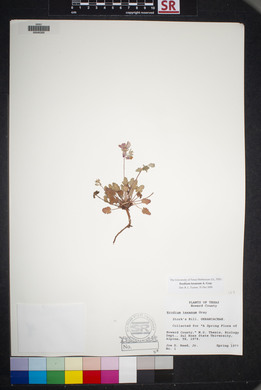 Erodium texanum image