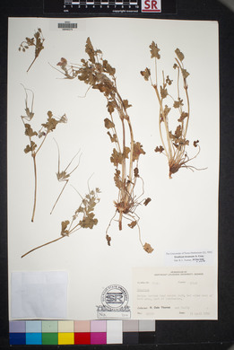 Erodium texanum image