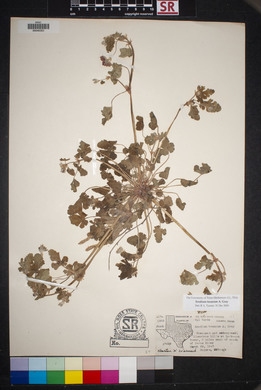 Erodium texanum image