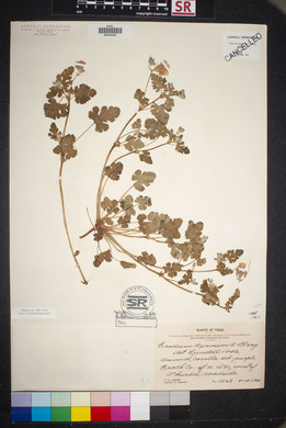 Erodium texanum image