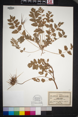 Erodium moschatum image