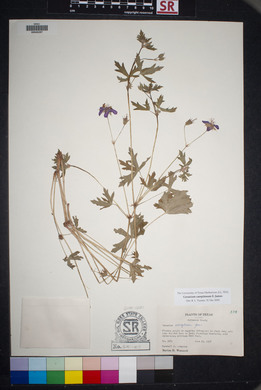 Geranium caespitosum image