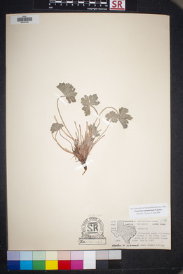 Geranium caespitosum image