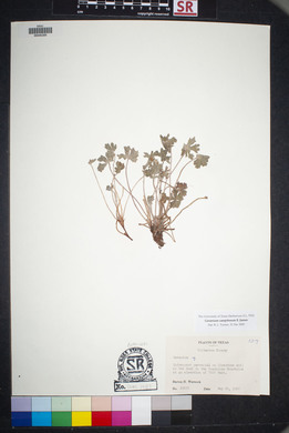 Geranium caespitosum image