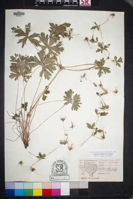 Geranium caespitosum image