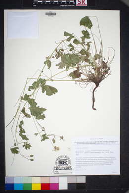 Geranium caespitosum image