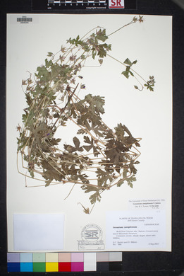 Geranium caespitosum image