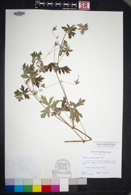 Geranium caespitosum image