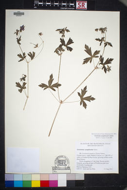 Geranium caespitosum image