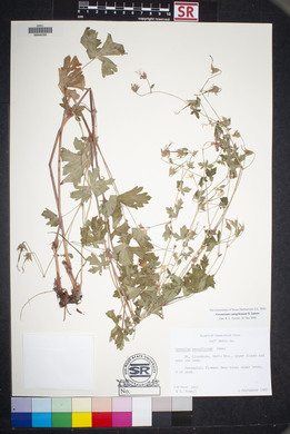 Geranium caespitosum image