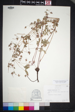 Geranium caespitosum image