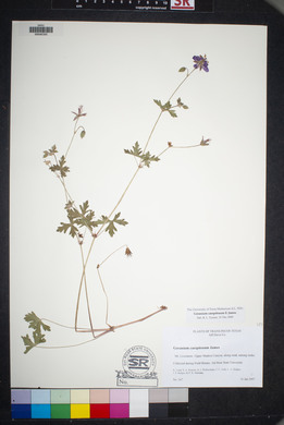 Geranium caespitosum image