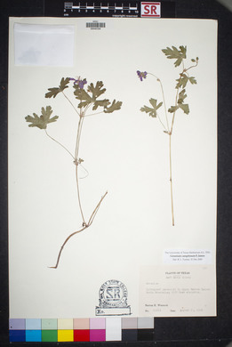 Geranium caespitosum image