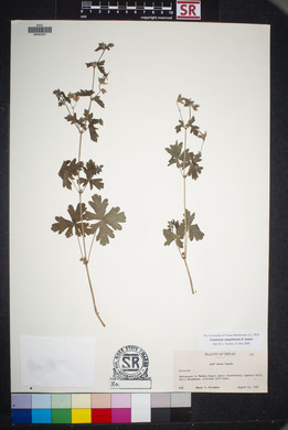 Geranium caespitosum image