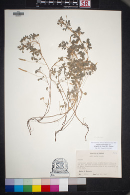 Oxalis albicans image