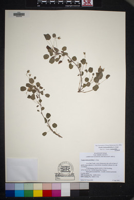 Oxalis dichondrifolia image