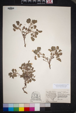 Oxalis dichondrifolia image