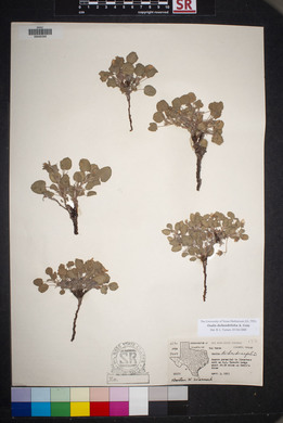 Oxalis dichondrifolia image