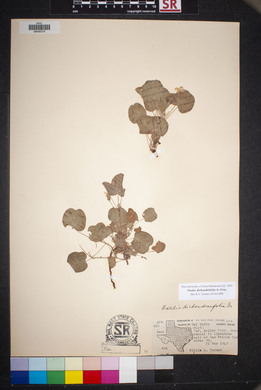 Oxalis dichondrifolia image