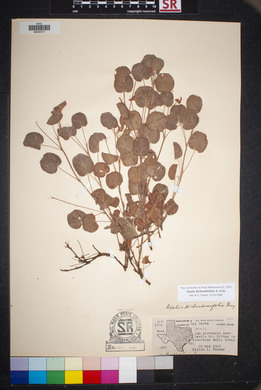 Oxalis dichondrifolia image